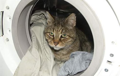 O pisica a supravietuit unei "ture" in masina de spalat