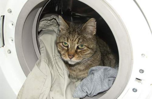 O pisica a supravietuit unei "ture" in masina de spalat