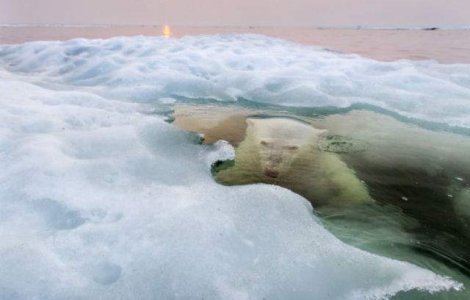 National Geographic: Imaginea unui urs polar, fotografia anului 2013