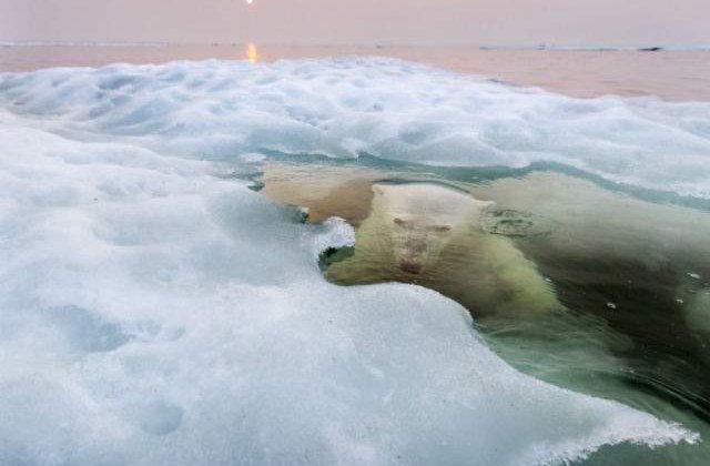 National Geographic: Imaginea unui urs polar, desemnata fotografia anului 2013
