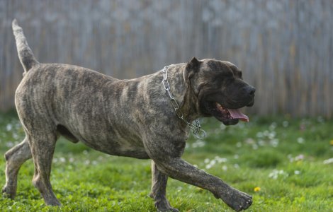 Un copil de 3 ani a decedat după ce a fost mușcat de cap de un câine