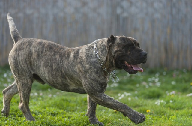 Un copil de 3 ani a decedat după ce a fost mușcat de cap de un câine