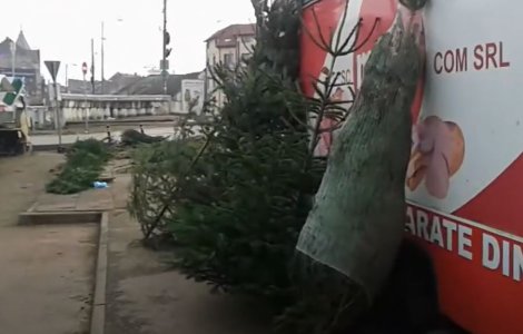 Brazii de Crăciun au apărut deja în piețe. Ce prețuri au