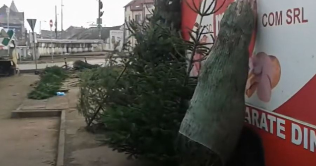 Brazii de Crăciun au apărut deja în piețe. Ce prețuri au