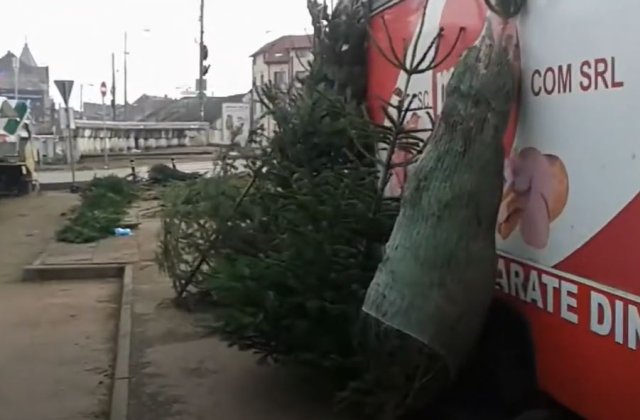 Brazii de Crăciun au apărut deja în piețe. Ce prețuri au  