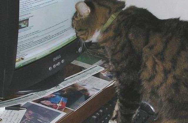 Calculatoarele armatei SUA, vizate de 250.000 de atacuri informatice pe ora