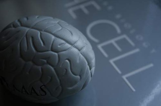 Phenianul a inventat bautura ce multiplica celulele creierului