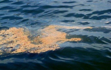 Dunarea a fost poluata cu produse petroliere