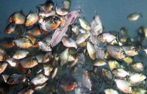 Atac al pestilor piranha in Argentina: 60 de persoane au fost muscate