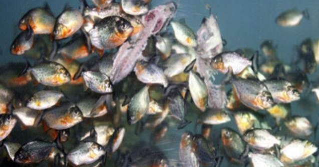 Atac al pestilor piranha in Argentina: 60 de persoane au fost muscate