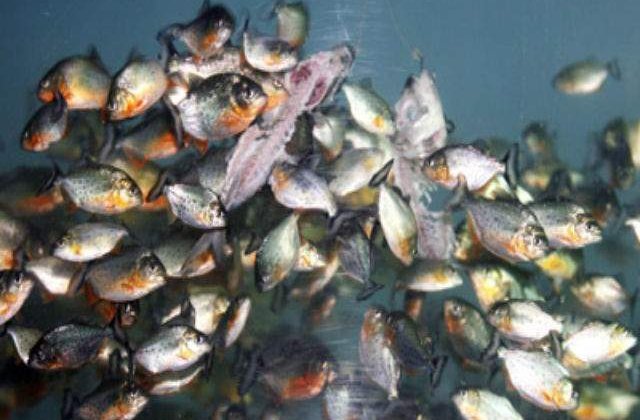 Atac al pestilor piranha in Argentina: 60 de persoane au fost muscate