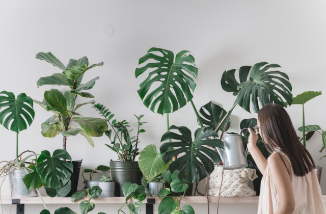 8 semne că planta ta de cameră are o problemă și cum o poți salva