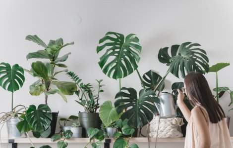  Top  8 semne că planta ta de cameră are o problemă și cum o poți salva