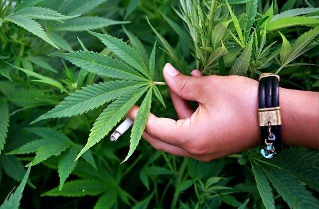 In SUA se vor deschide primele cafenele unde se va comercializa canabis