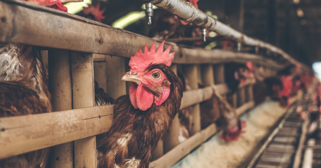 Gripa aviară se răspândește cu repeziciune în Europa și Asia