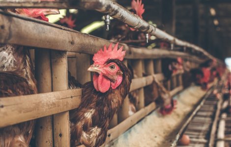 Gripa aviară se răspândește cu repeziciune în Europa și Asia. Au fost înregistrate infecții umane