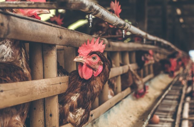 Gripa aviară se răsp&acirc;ndește cu repeziciune &icirc;n Europa și Asia. Au fost &icirc;nregistrate infecții umane