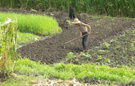 O cincime din suprafata arabila a Chinei, prea poluata pentru a fi cultivata