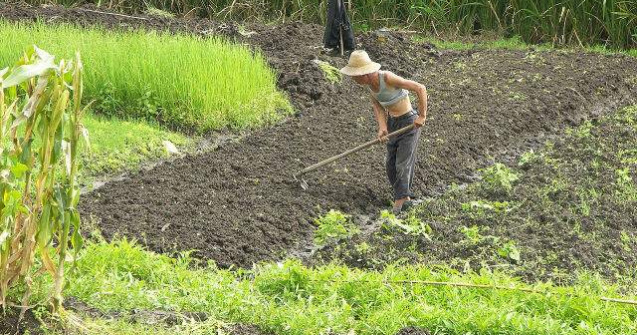O cincime din suprafata arabila a Chinei, prea poluata pentru a fi cultivata
