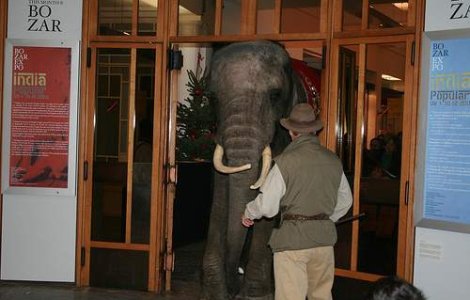  Video  Un elefant scapat de la circ, la plimbare prin Zurich