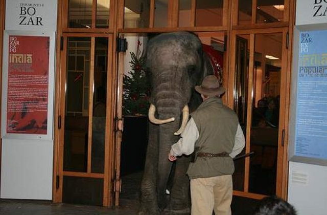 [VIDEO] Un elefant scapat de la circ, la plimbare prin Zurich