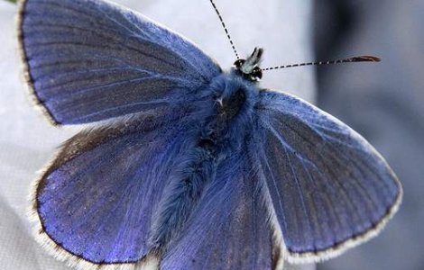 5 plante si animale incredibile