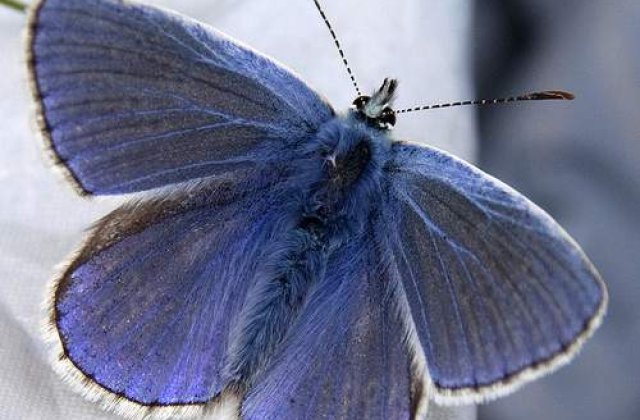 5 plante si animale incredibile