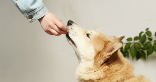 Hrana de caini uscata vs umeda