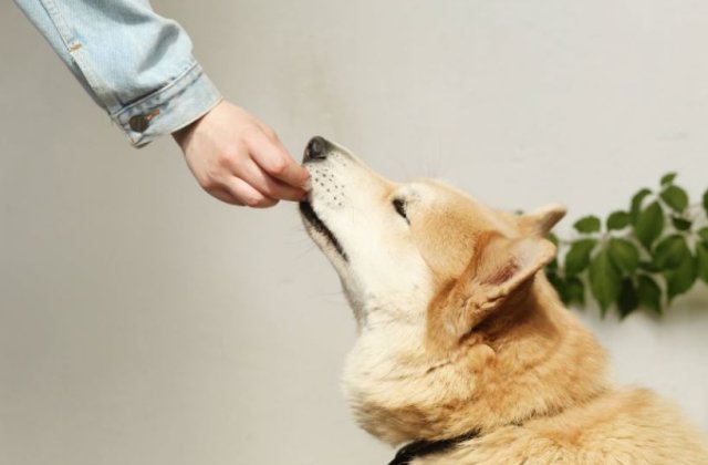 Hrana de caini uscata vs umeda 