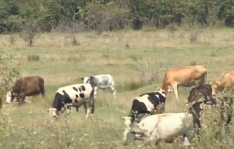 Suntem îngropați în gunoaie, care ni se întorc în farfurie. Vitele pasc printre munți de resturi menajere