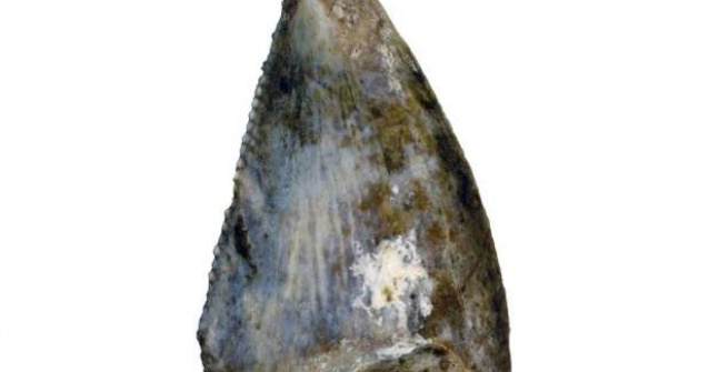 Doua specii de dinozauri, descoperite in Peninsula Arabica