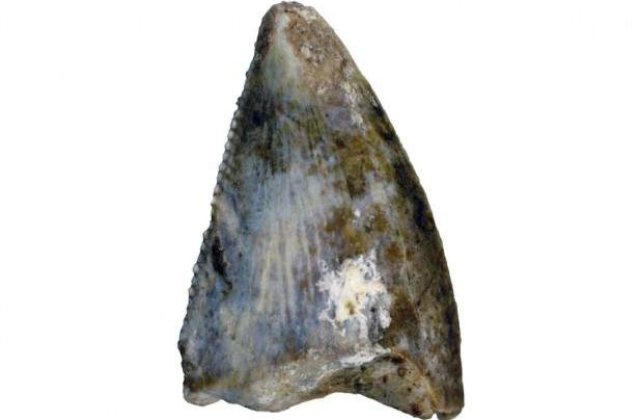 Doua specii de dinozauri au fost descoperite in Peninsula Arabica