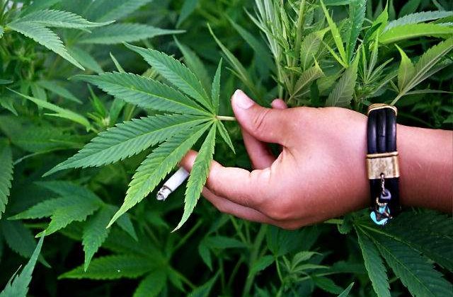 Preparatele culinare cu marijuana, la moda in gastronomia internationala