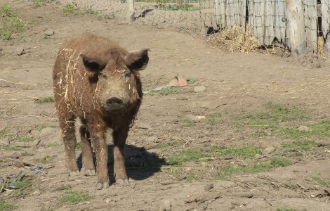 Șeful Poliției Rutiere Giurgiu, demis din cauza operațiunii „porcul de Crăciun”. Bode: „Până o zbura porcul, am decis eu să îi zbor pe câțiva din funcție”