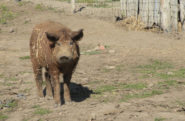 Șeful Poliției Rutiere Giurgiu, demis din cauza operațiunii „porcul de Crăciun”. Bode: „Până o zbura porcul, am decis eu să îi zbor pe câțiva din funcție” 