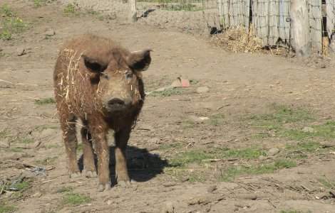 Șeful Poliției Rutiere Giurgiu, demis din cauza operațiunii „porcul de Crăciun”. Bode: „Până o zbura porcul, am decis eu să îi zbor pe câțiva din funcție”