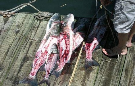 Galati: Peste 20 de tone de peste mort la Balta Vladesti