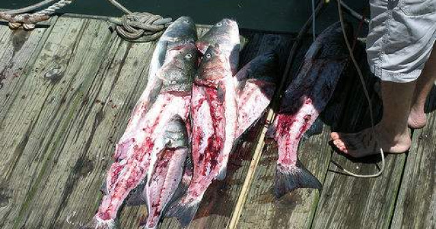 Galati: Peste 20 de tone de peste mort la Balta Vladesti