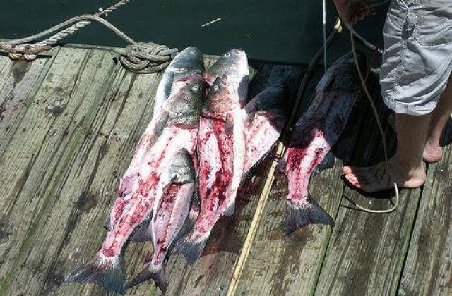 Galati: Peste 20 de tone de peste mort la Balta Vladesti