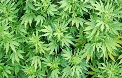 New York va autoriza folosirea marijuanei in scopuri medicale