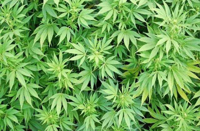 New York va autoriza folosirea marijuanei in scopuri medicale