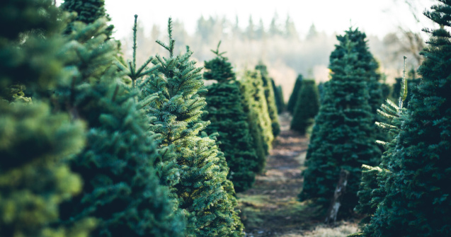 Brazii au invadat piețele și magazinele. Cât costă anul acesta pomii de Crăciun