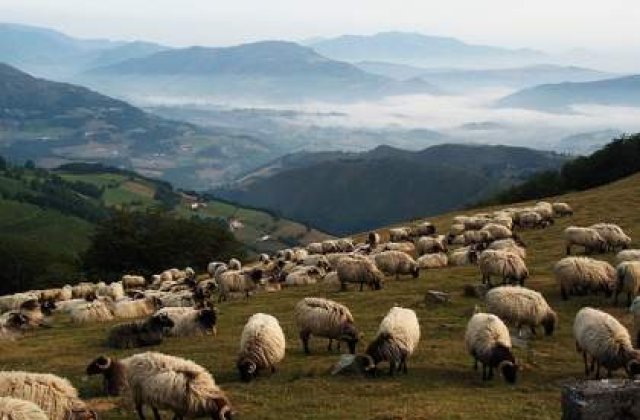 150 de oi au murit lovite de un trasnet!