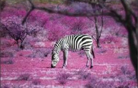 10 poze superbe: Africa