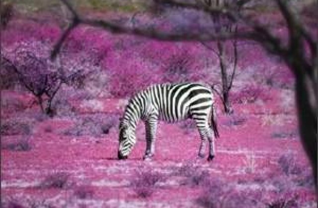 10 poze superbe: Africa