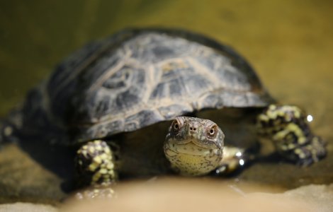 Șapte persoane printre care și un copil au murit în Zanzibar după ce au consumat carne de broască țestoasă