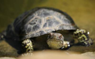 Șapte persoane printre care...