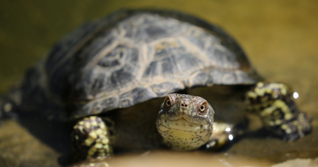 Șapte persoane au murit în Zanzibar după ce au mâncat carne de broască țestoasă