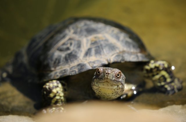 Șapte persoane printre care și un copil au murit &icirc;n Zanzibar după ce au consumat carne de broască țestoasă