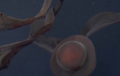 VIDEO O creatură uriașă a fost descoperită în apele adânci ale Oceanului Pacific